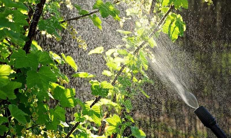 Wiosenne opryski drzew i krzewów owocowych