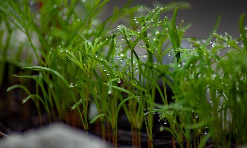 Uprawa kopru - w gruncie, pod osłonami, a może w doniczkach?