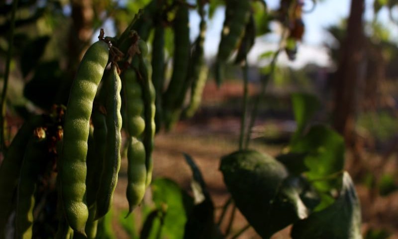 Coraz bardziej doceniane rośliny strączkowe
