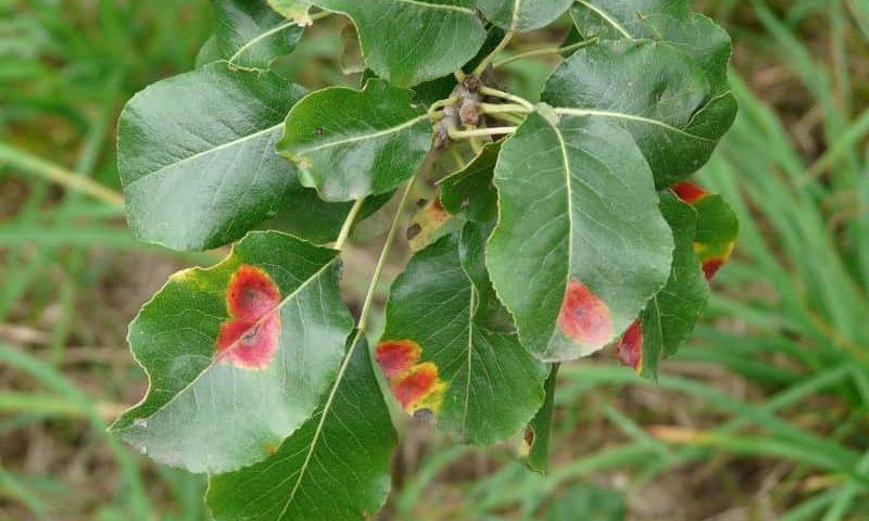 Częste choroby jabłoni oraz gruszy