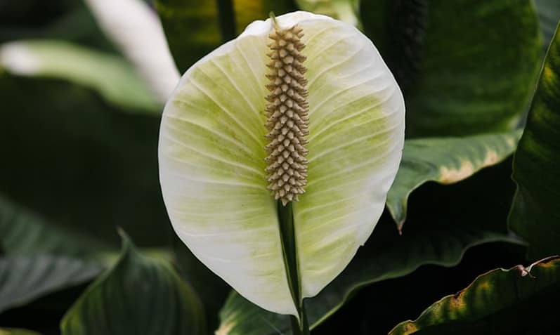 Wingflower - τι αξίζει να γνωρίζετε γι' αυτό;