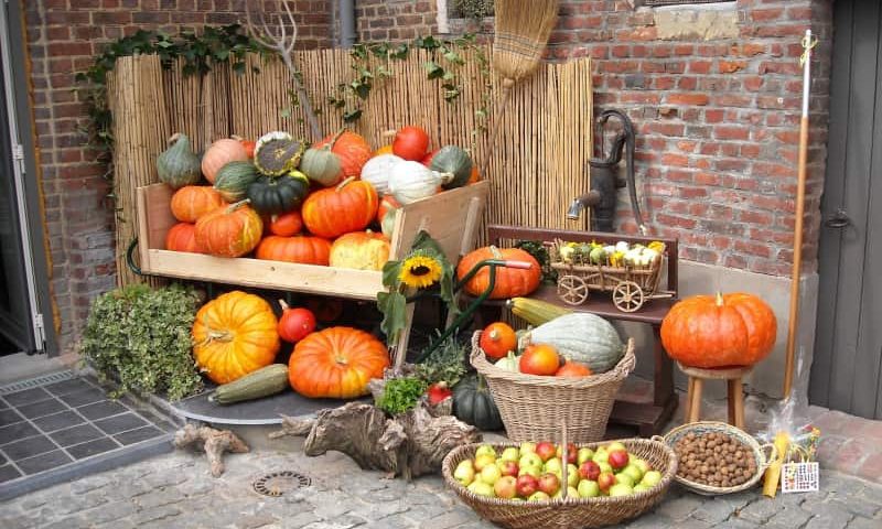 Wrzesień w warzywniku