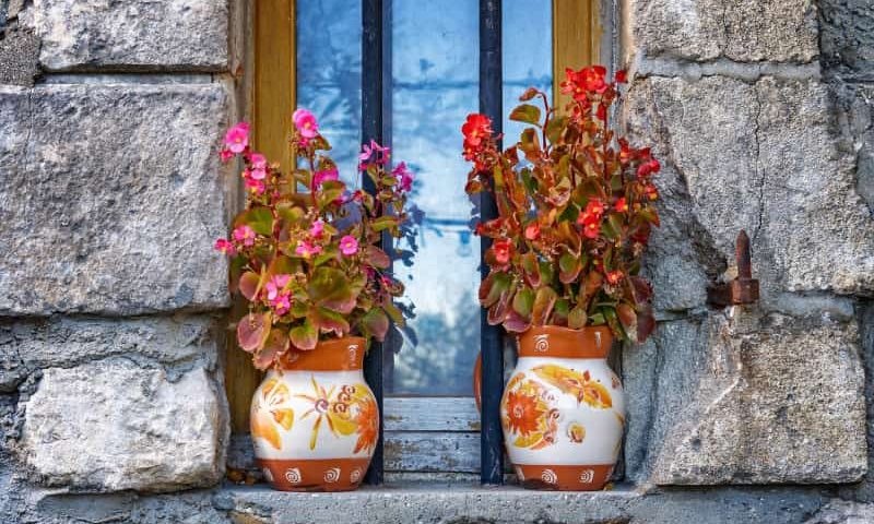 Jak uprawiać i pielęgnować begonię?