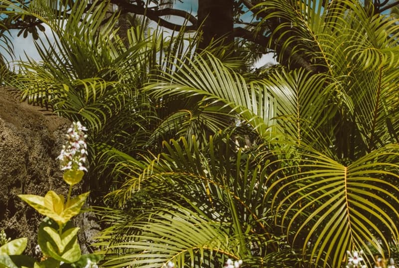 Φοίνικας Areka - πώς να φροντίζετε τον φοίνικα;