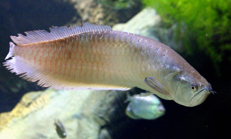 Arowana - το πιο ακριβό ψάρι ενυδρείου στον κόσμο