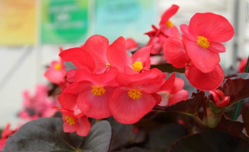 Μπεγόνια (Begonia semperflorens)