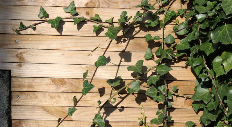 Κοινός κισσός (Hedera helix)