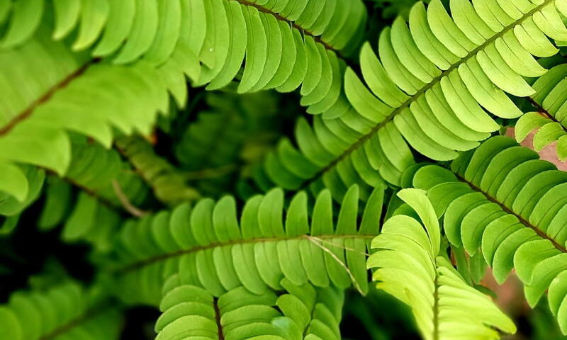 Paprotka (Nephrolepis exaltata)