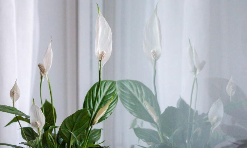 Skrzydłokwiat (Spathiphyllum)