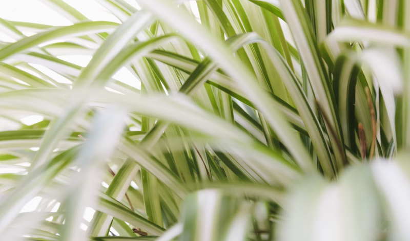 Μάρανση του Sternberg (Chlorophytum comosum)