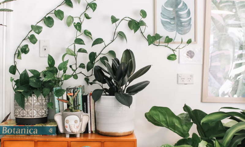 Kwiaty doniczkowe - odmiany, pielęgnacja, informacje