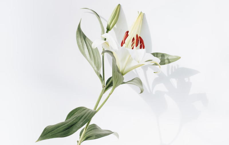 Κρίνοι για γενέθλια