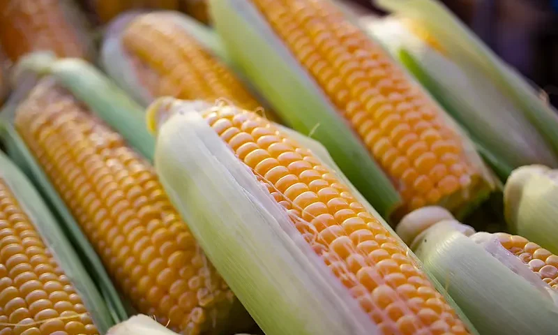 Ile gotować kukurydzę? Czy wielkość kukurydzy ma znaczenie?