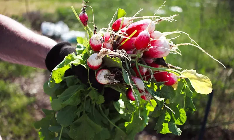 Rzodkiewka kcal - ile ma kalorii, co można z niej zrobić?
