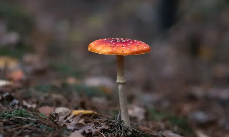 Muchomor czerwony - właściwości. Czy jest jadalny?